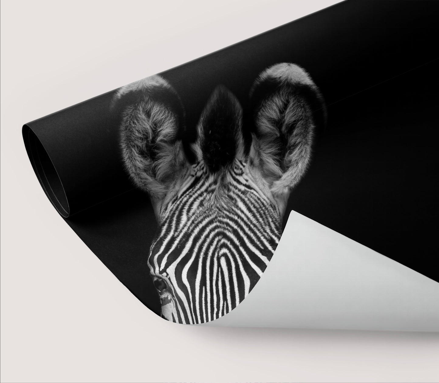 Wallpaper Glaring Zebra