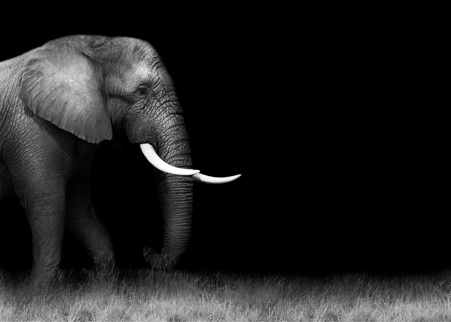 Art Print Elephant