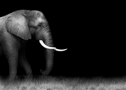 Art Print Elephant